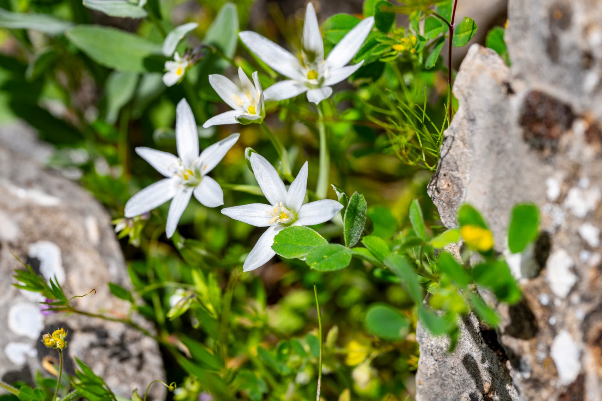 White star-of-Bethlehem flowers opening between weathered limestone rocks and low green growth