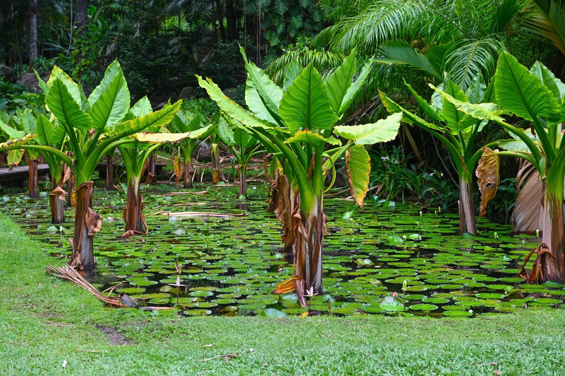 Giant taro plants standing in a lily-covered pond within dense tropical woodland