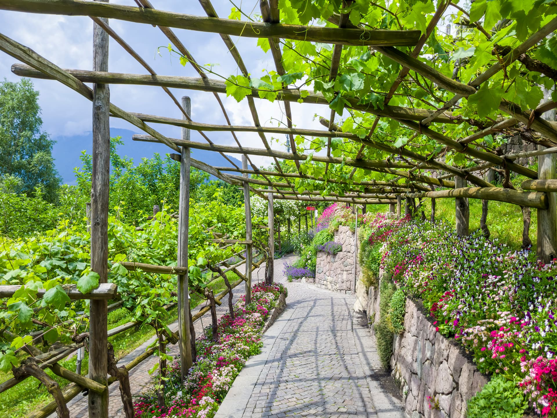 A cobbled garden path running beneath a timber vine pergola, edged with dense pink and white bedding on stone walls