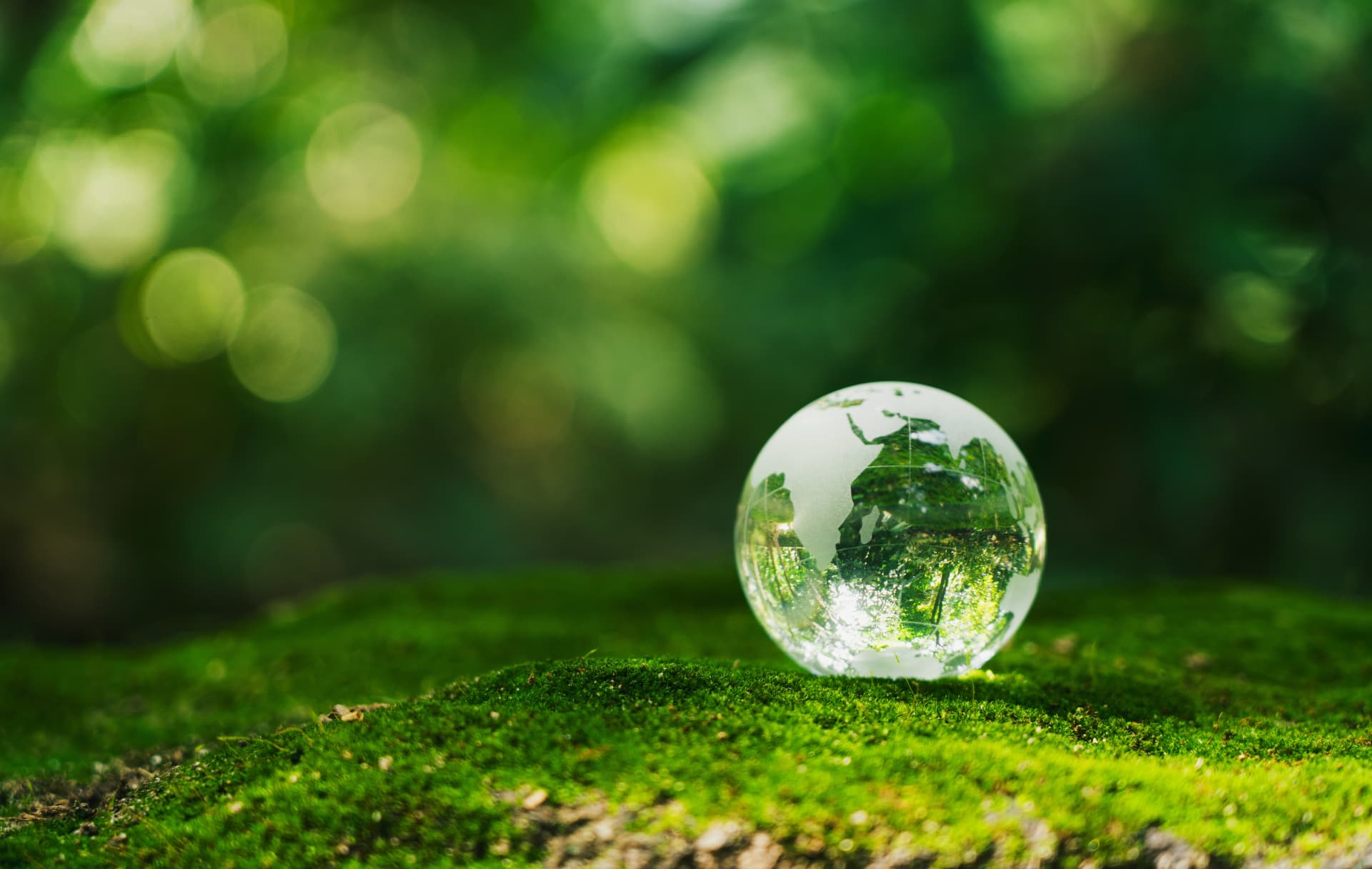 A frosted glass globe of the Earth resting on bright green moss with sunlit foliage behind