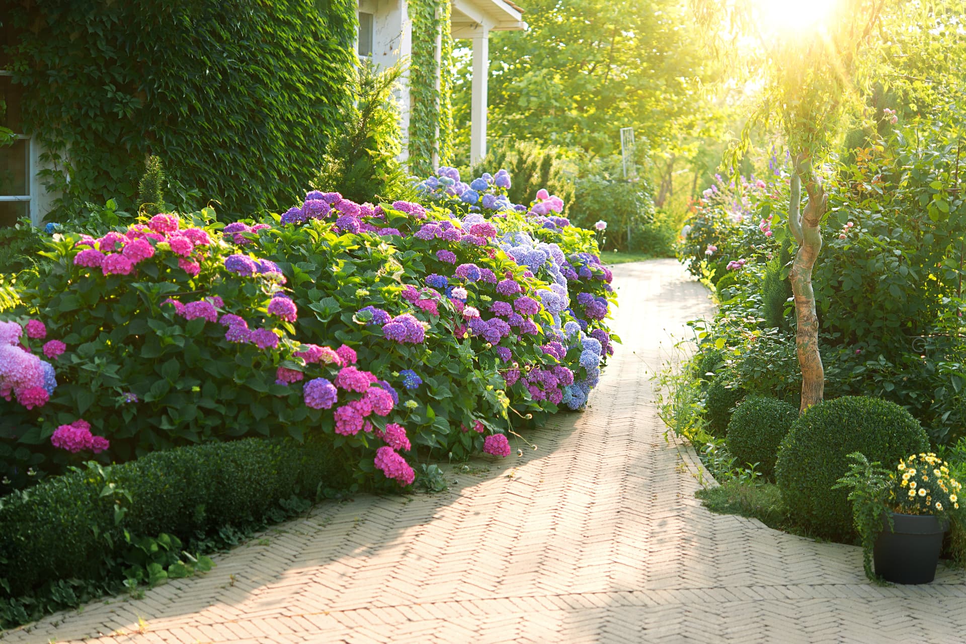Pink and blue hydrangeas flowering beside a brick-paved drive in low golden sunlight