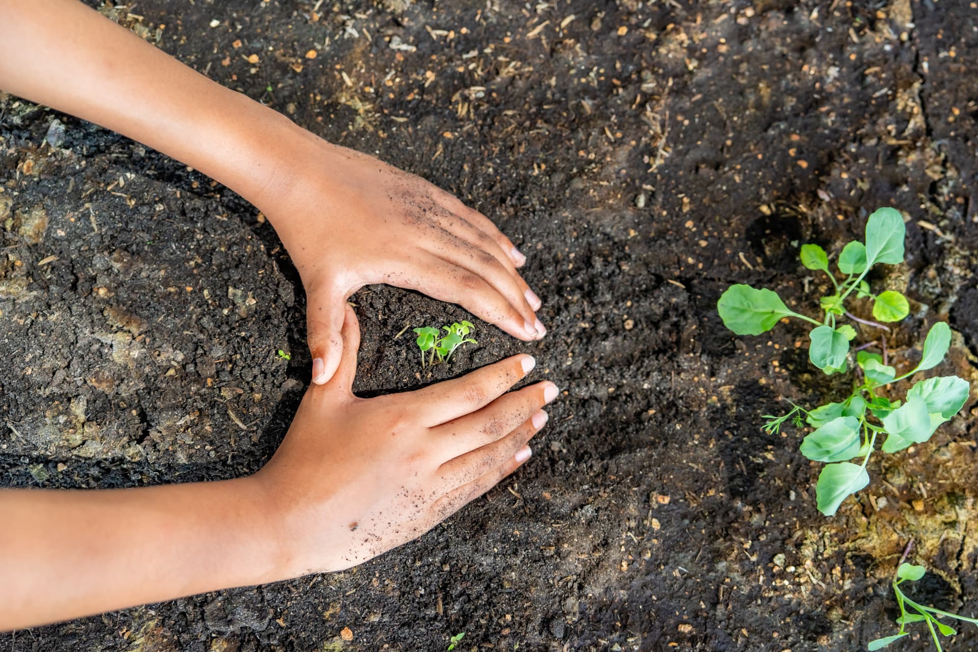 Two hands cupped around a tiny seedling emerging from dark bare soil, seen from above
