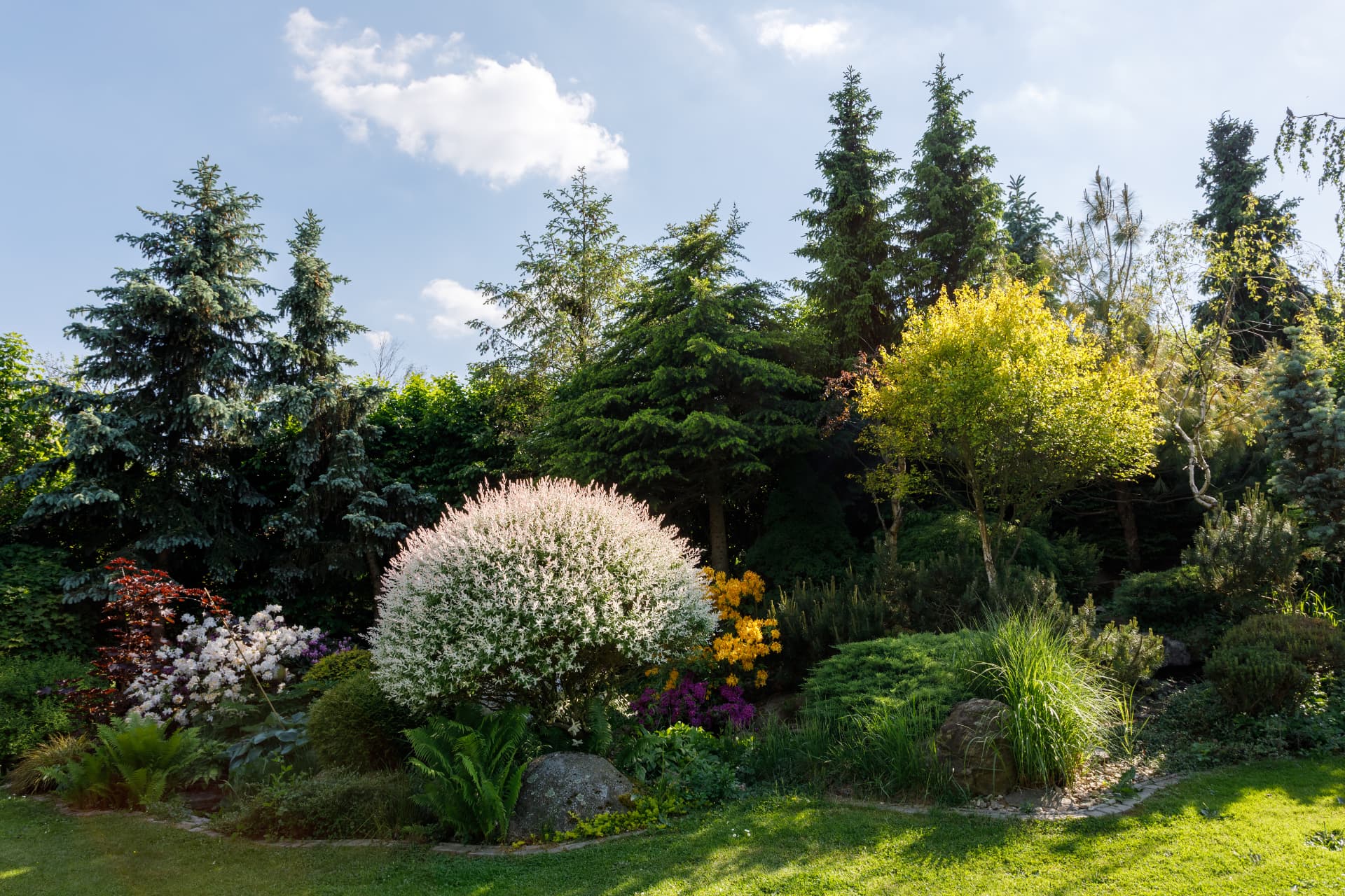 A sunlit mixed border of conifers, variegated willow and rhododendrons beside a lawn