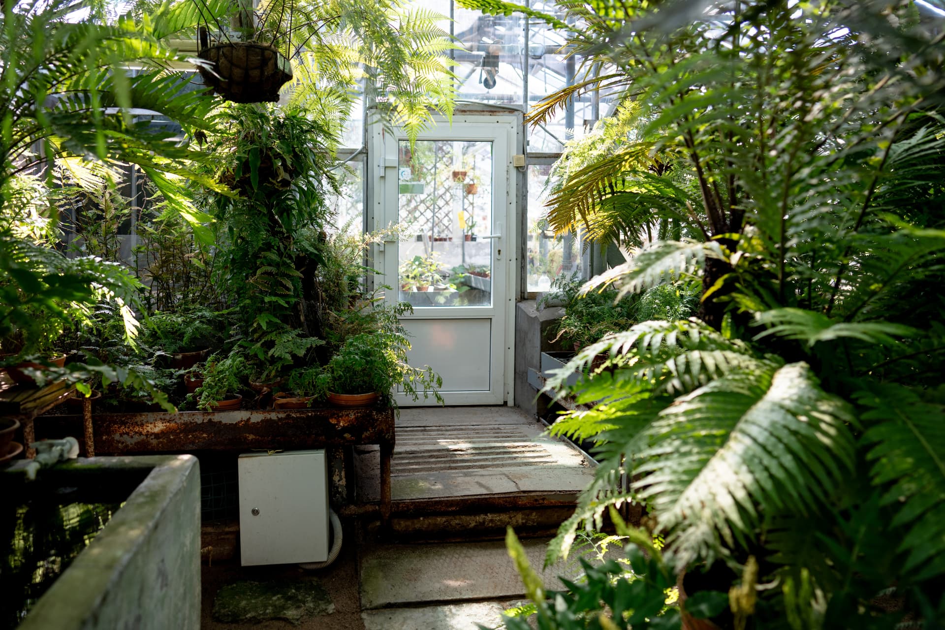 The inside of an old glasshouse crowded with tree ferns and potted ferns around a doorway